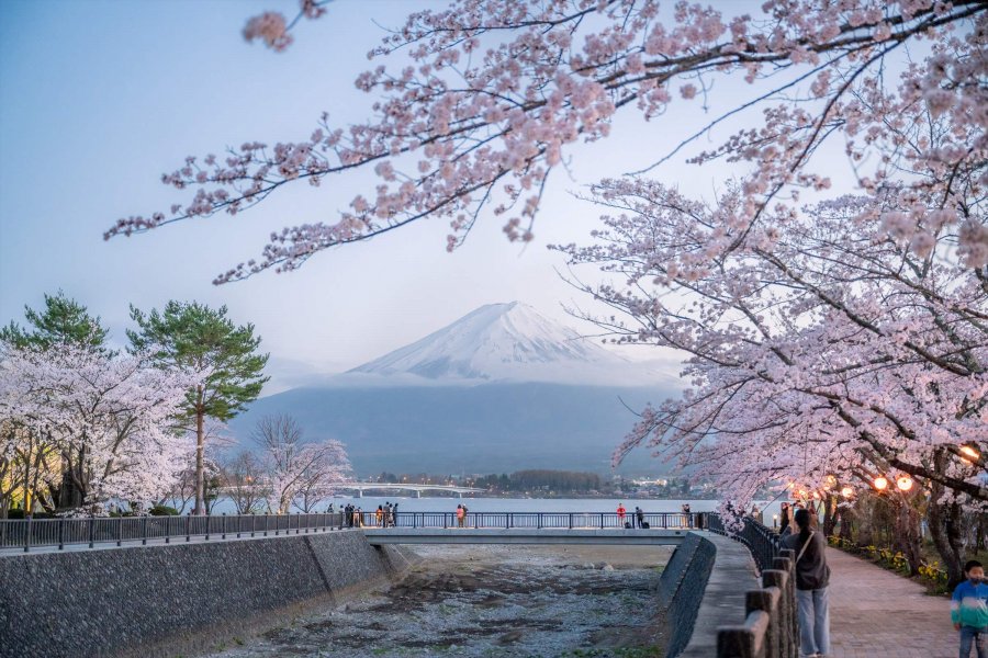 河口湖櫻花祭
