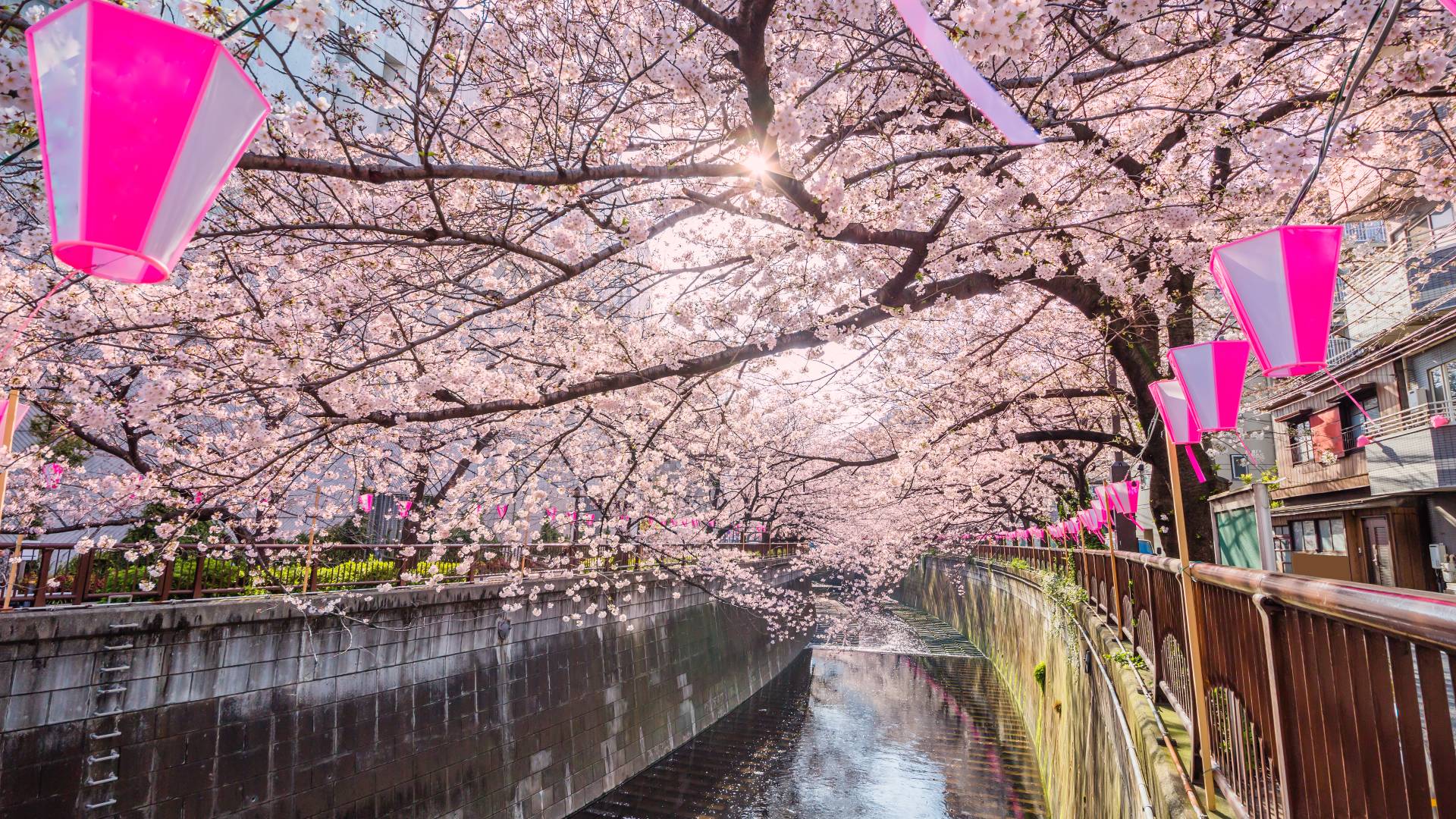 A guide to Nakameguro - Tokyo's center of cool | The Official Tokyo Travel Guide, GO TOKYO