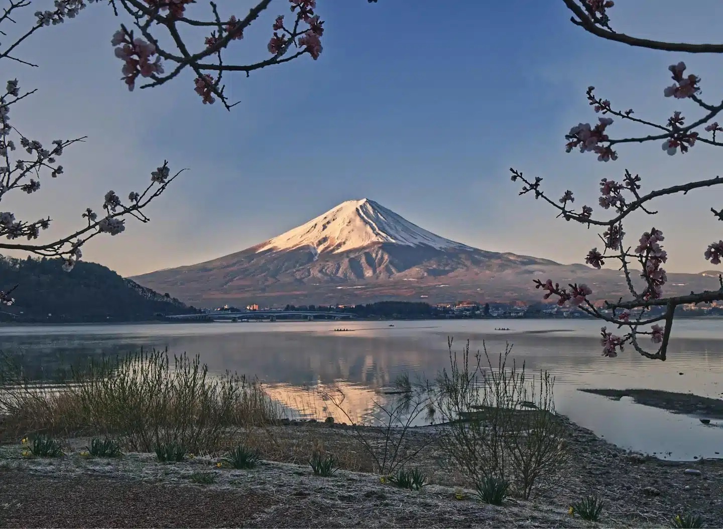 Beautiful landscape of Mount Fuji reflected in lake with cherry blossoms at dawn.