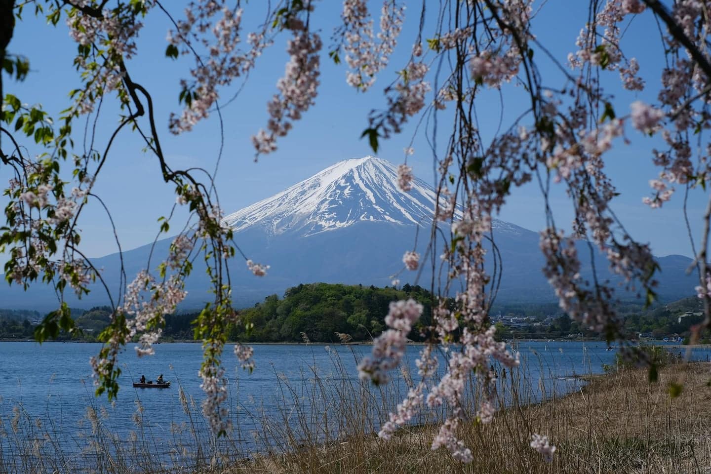 富士山河口湖櫻花：春日限定的絕美饗宴