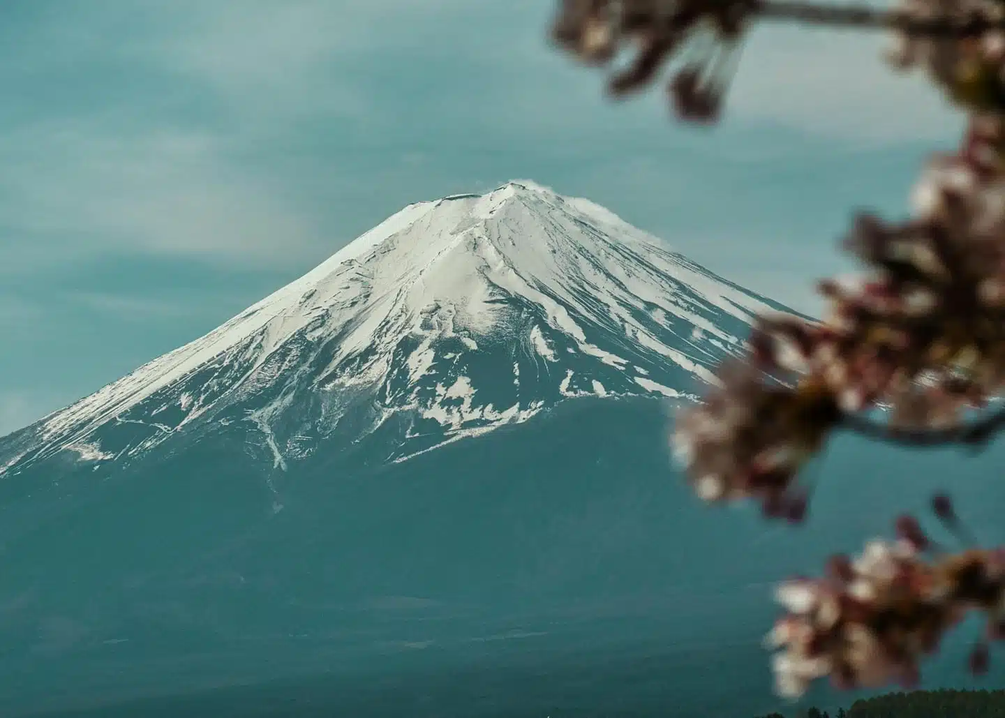Beautiful capture of Mount Fuji with cherry blossoms in Fujinomiya, Japan.
