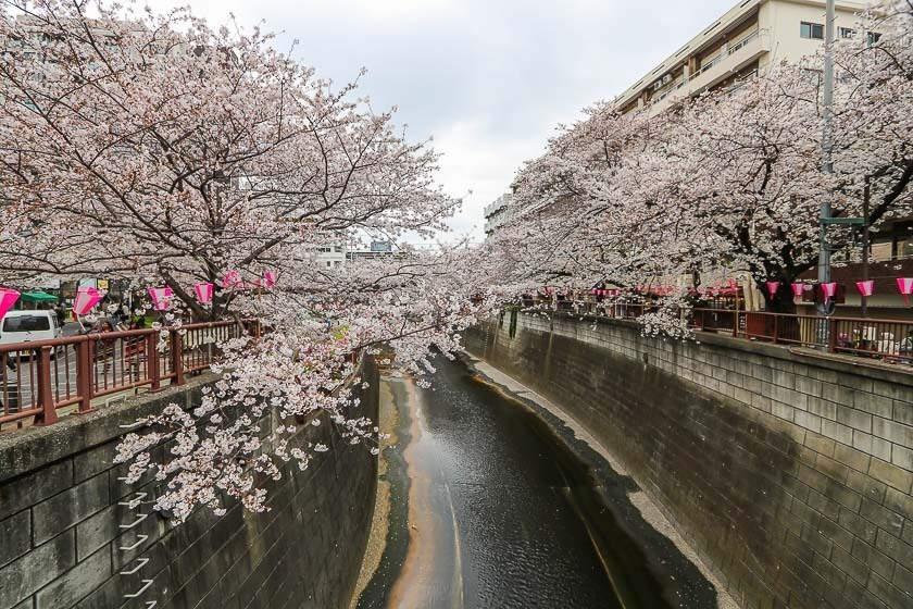 賞櫻常見問題