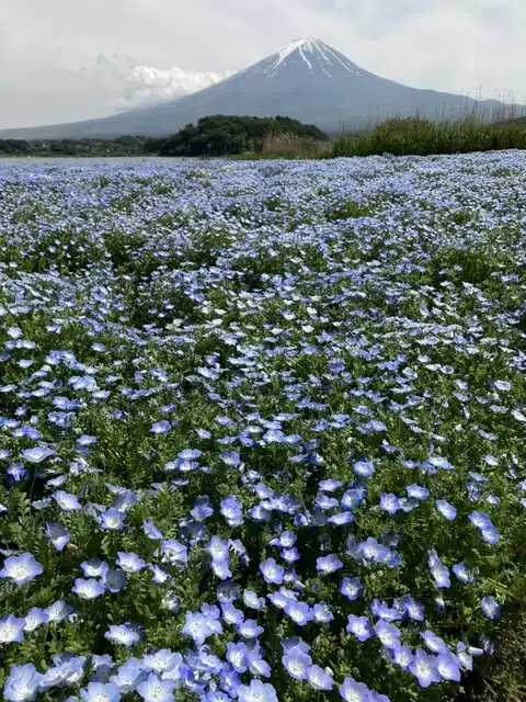 文青咖啡：富士大石花露台