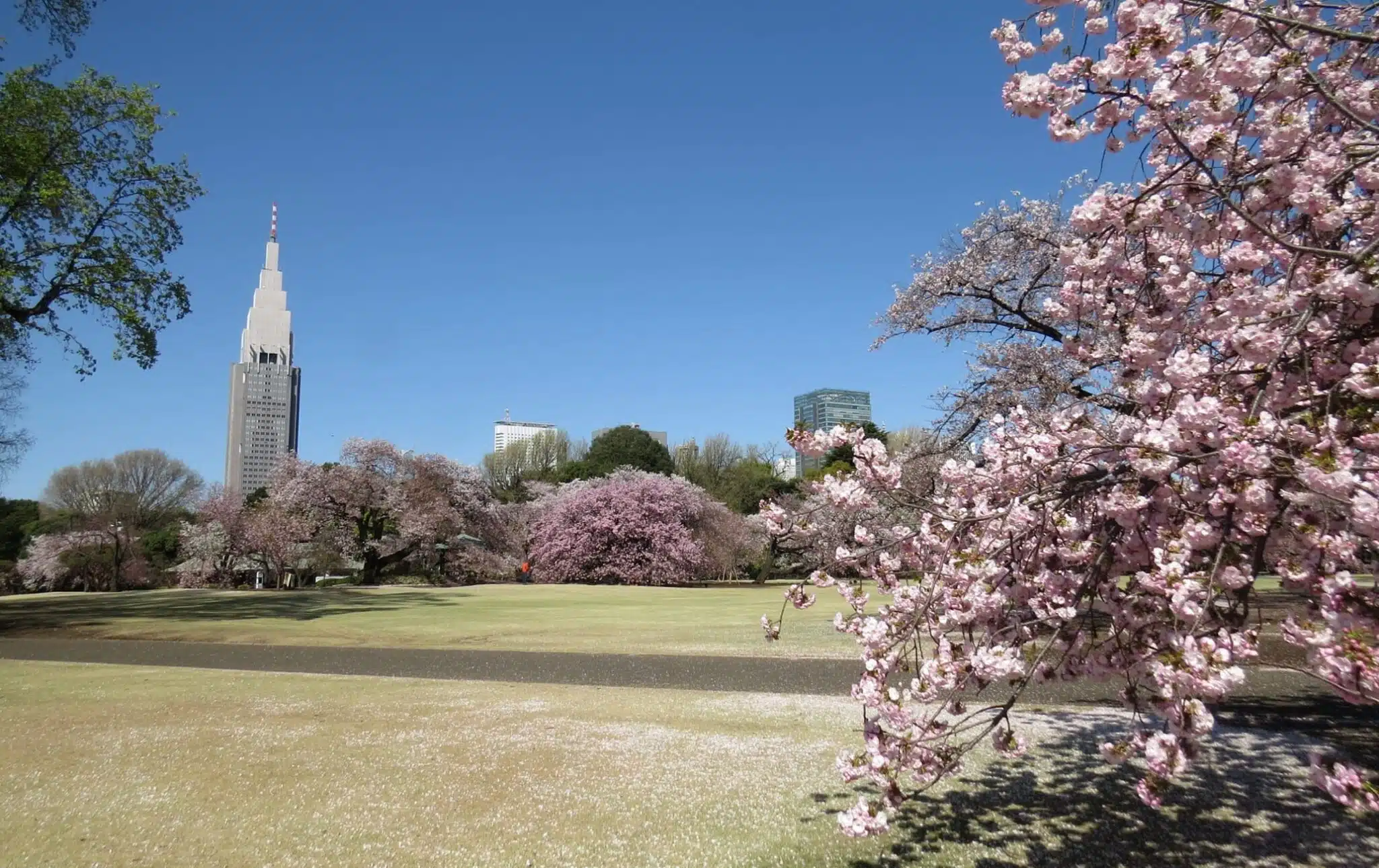 Shinjuku Gyoen National Garden | Travel Japan - Japan National ...