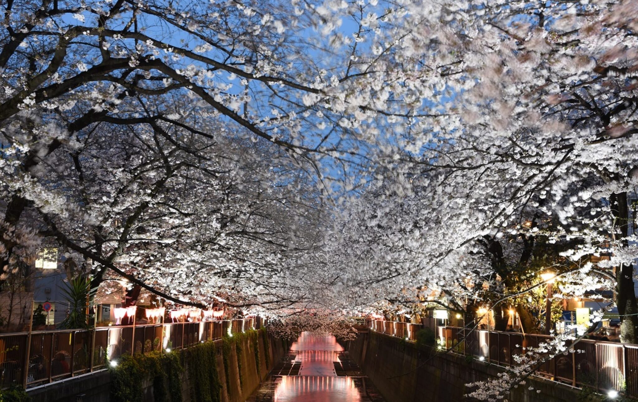 目黑川櫻花