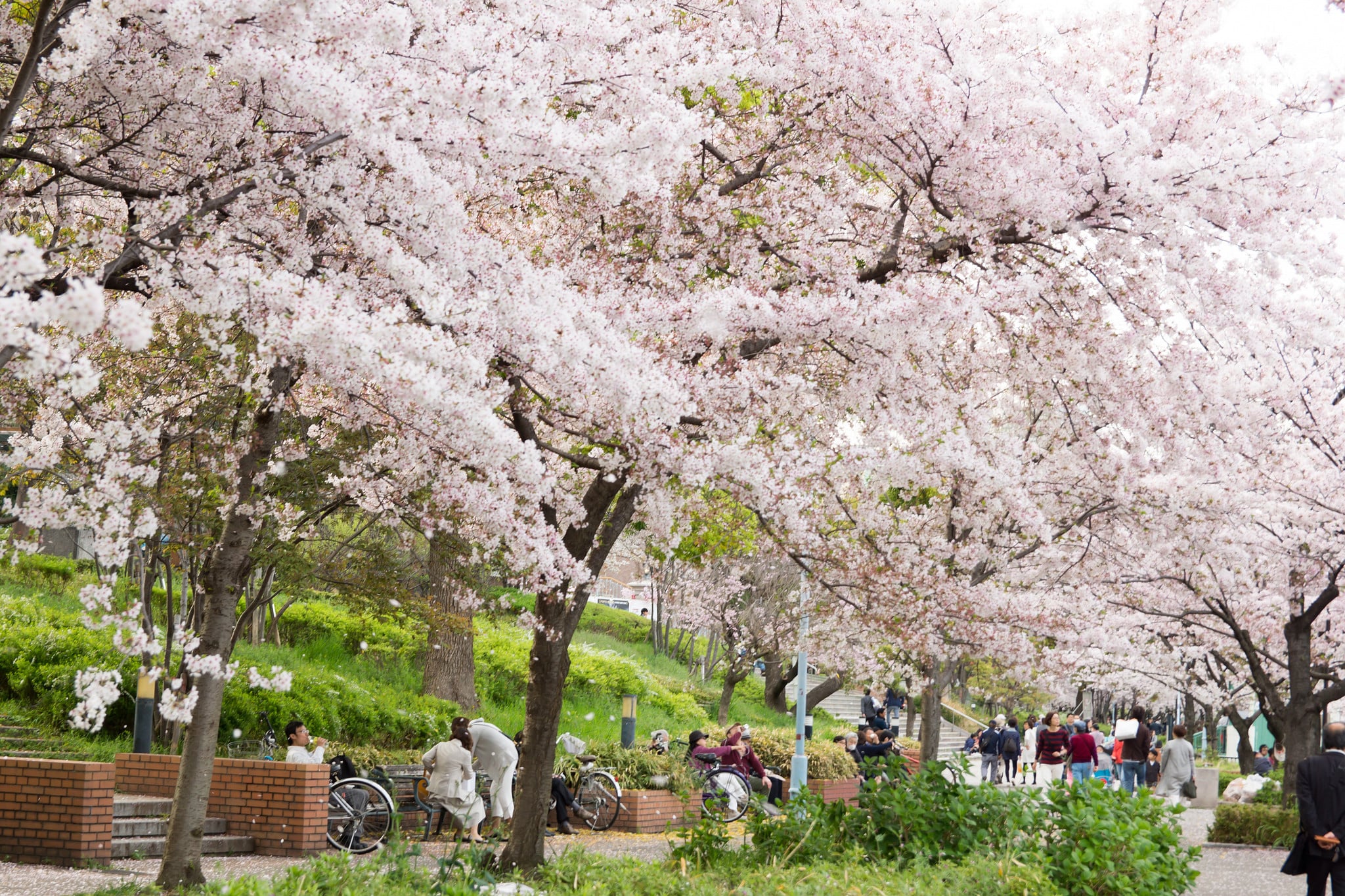 毛馬櫻之宮公園