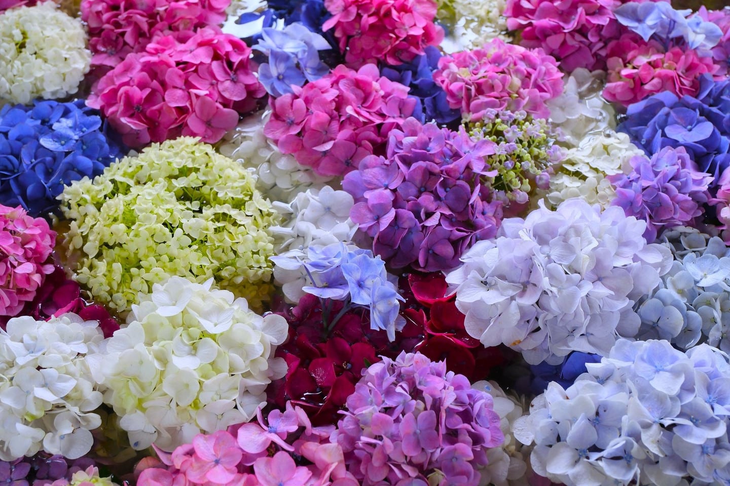 鎌倉繡球花：明月院、長谷寺的紫陽花盛開季（6月限定）