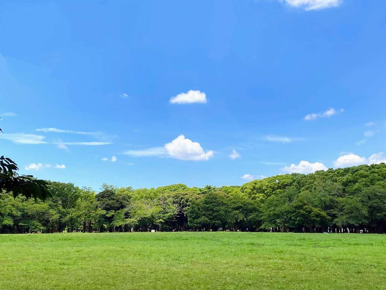 代代木公園中央廣場大草坪