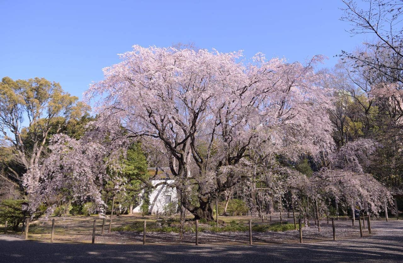 六義園的巨大枝垂櫻