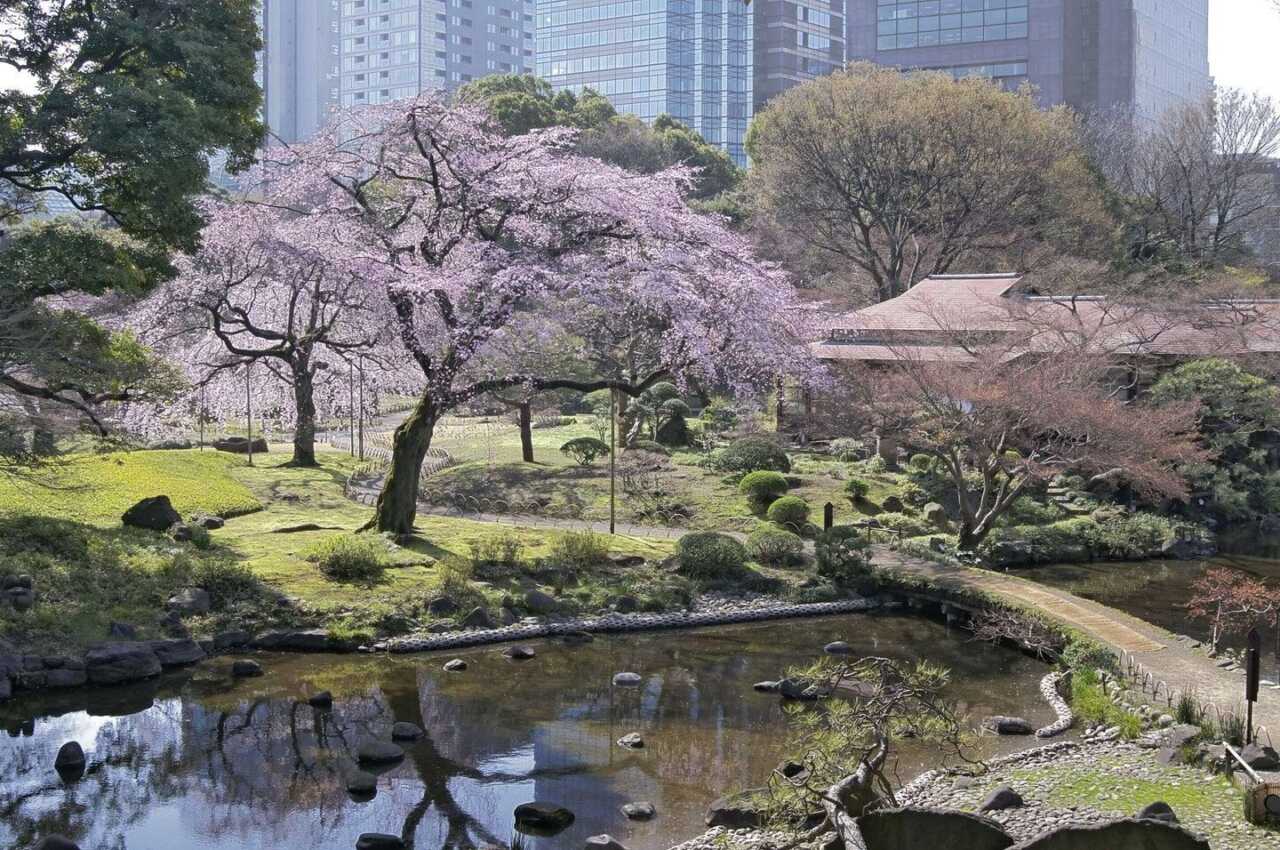 小石川後樂園的枝垂櫻與大堰川
