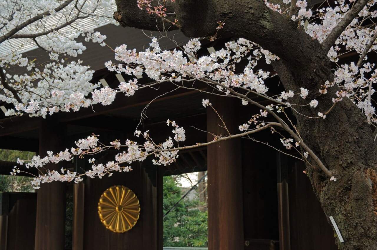 靖國神社神門櫻花