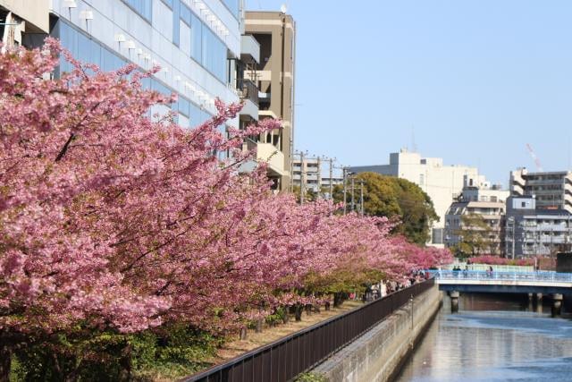 木場公園東側大橫川沿岸的河津櫻