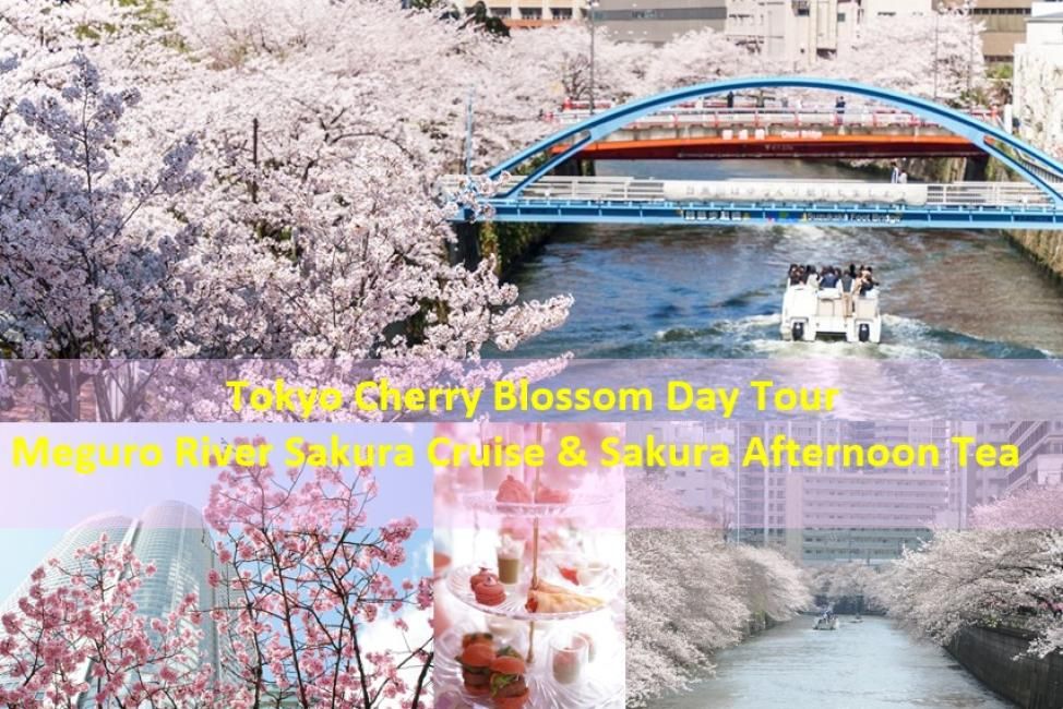 東京賞櫻一日遊|目黑川櫻花遊船 & 目黑雅敘園櫻花下午茶|中文 & 英語導遊同行