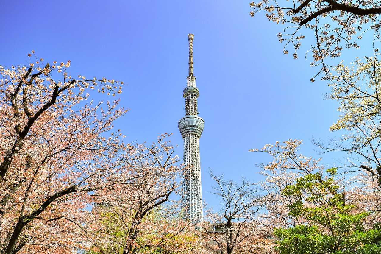 隅田公園:櫻花百選與晴空塔取景熱點