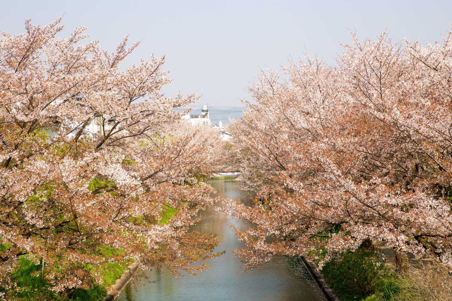 哲學之道
