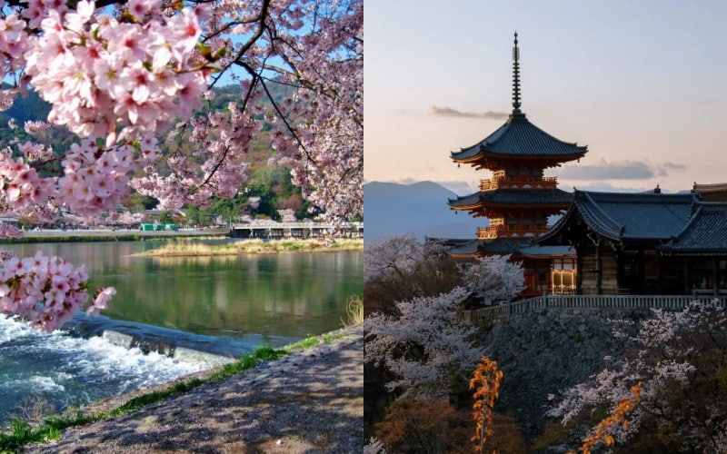 京都櫻花一日遊：哲學之道與清水寺