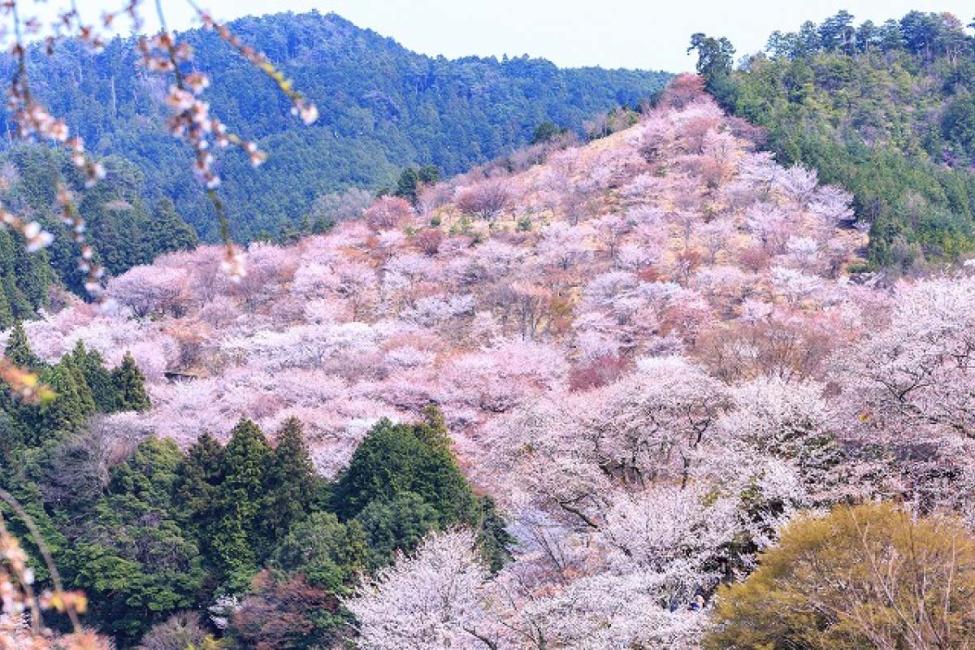 吉野山一日遊套餐