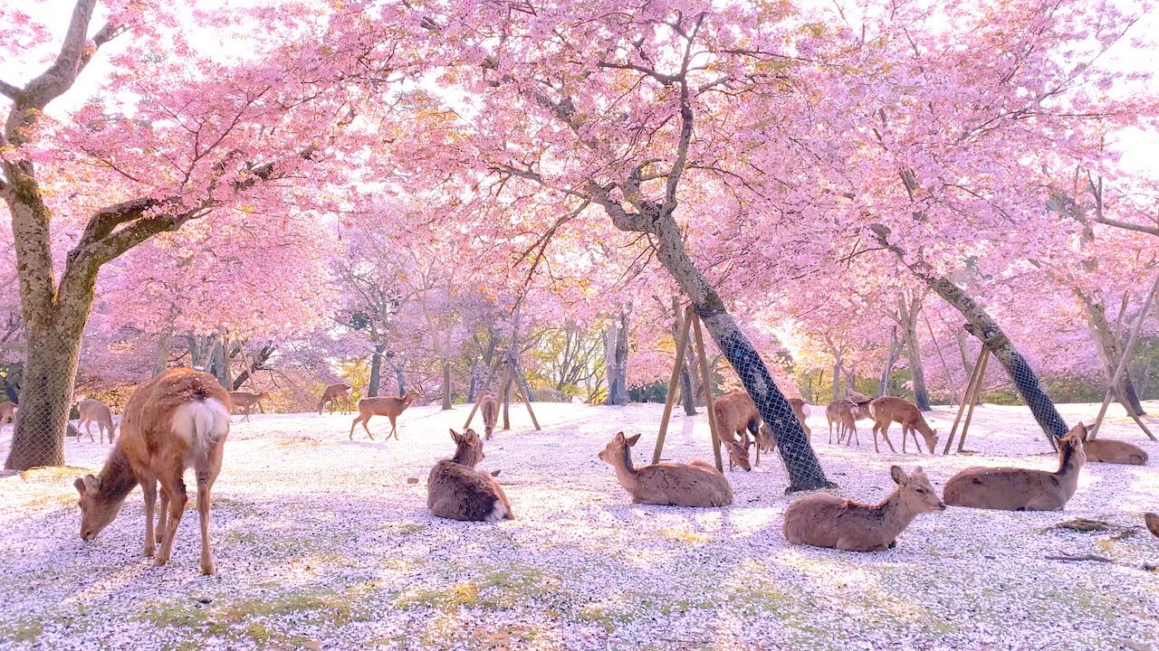 奈良公園