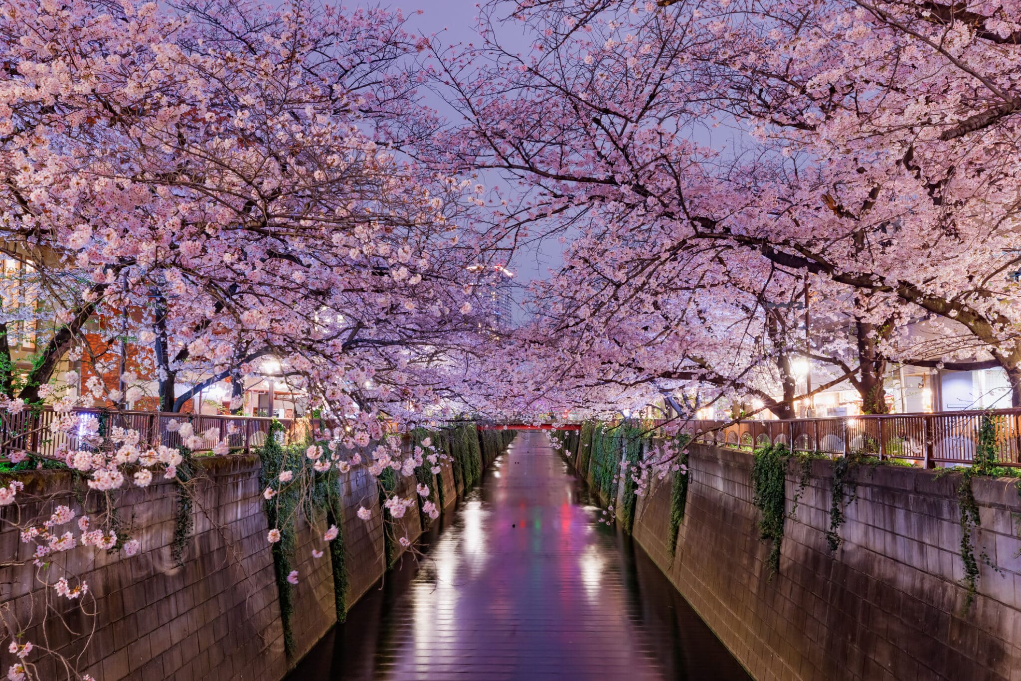 目黑川櫻花