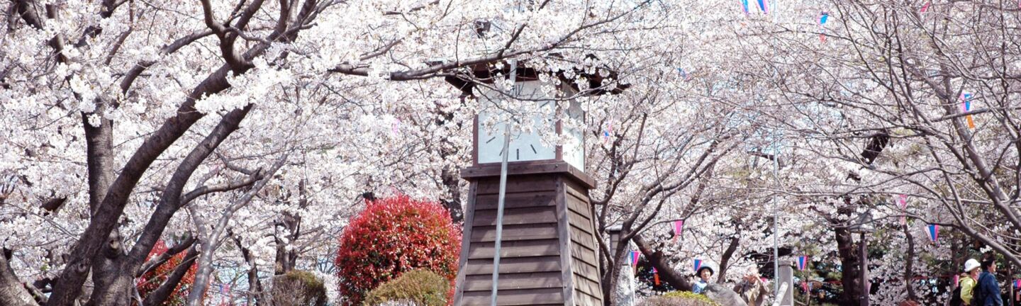 飛鳥山公園櫻花與時鐘塔