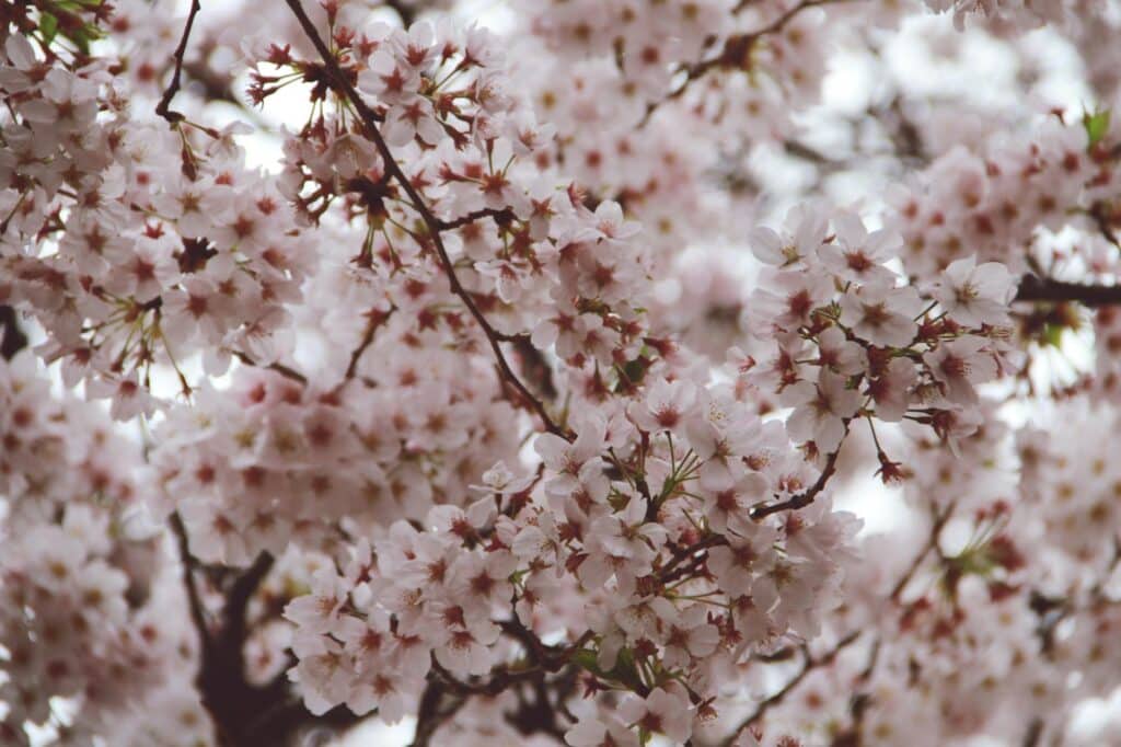 Beautiful cherry blossoms in full bloom, capturing the essence of spring in Tokyo.