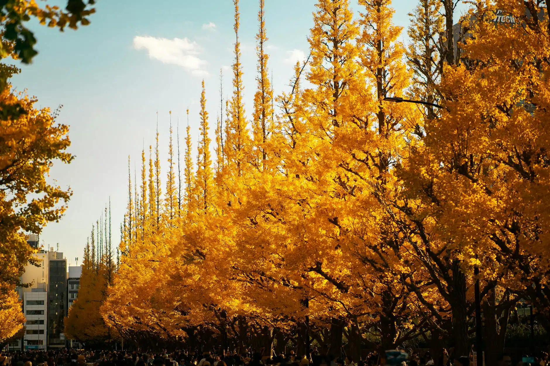 明治神宮外苑：銀杏大道與運動設施