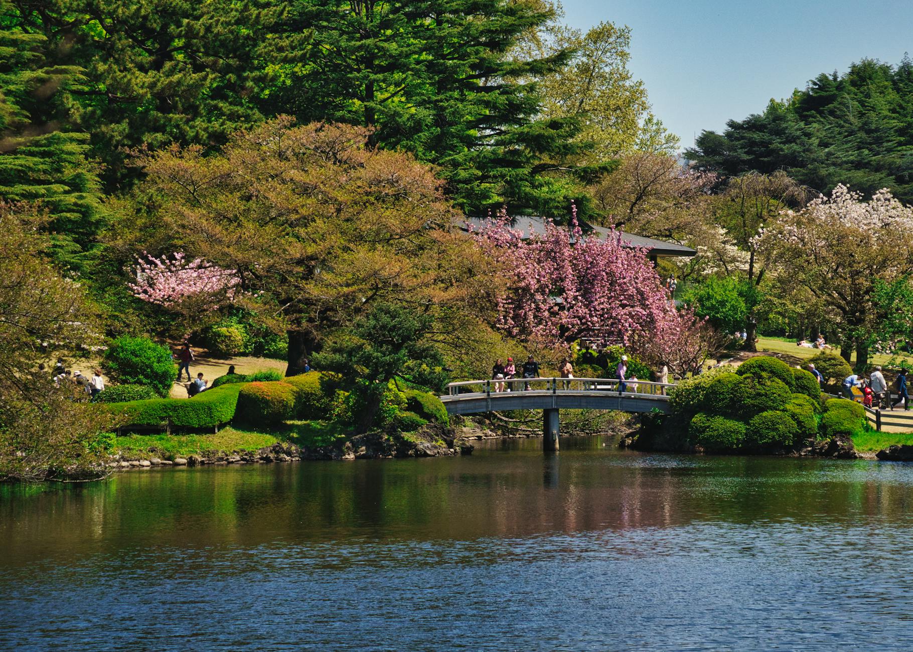Scenic view of cherry blossoms in Shinjuku Gyoen Garden, Tokyo.