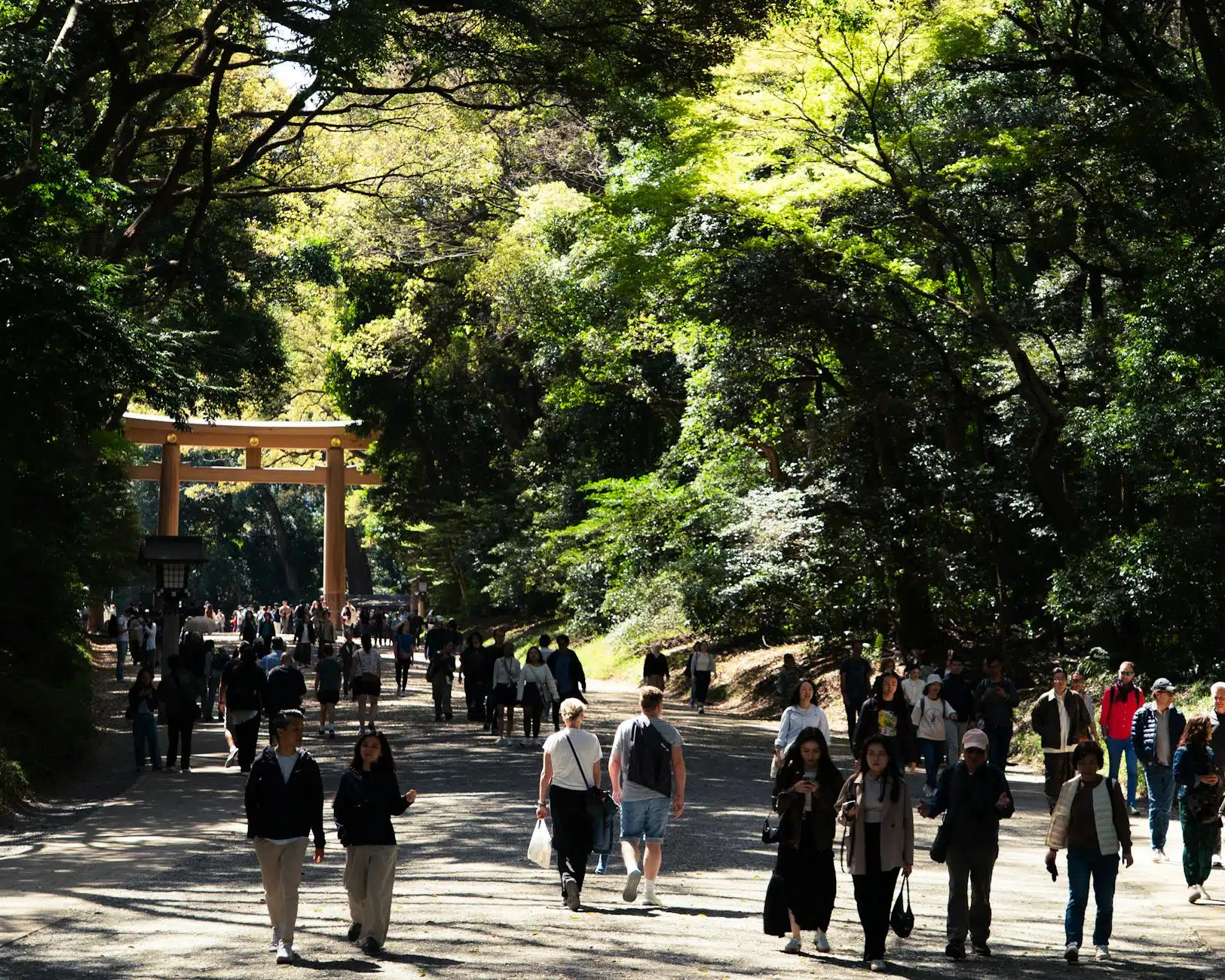 Visitors walk towards the grand Torii gate at Meiji Shrine, Tokyo, under a canopy of vibrant green trees.