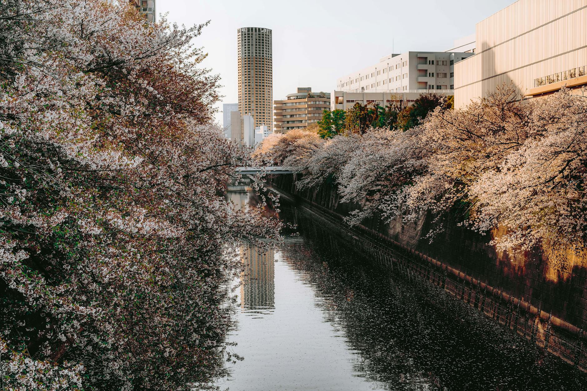 Beautiful cherry blossoms line the Meguro River in Tokyo during spring.