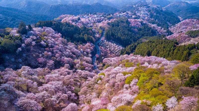 春日大社