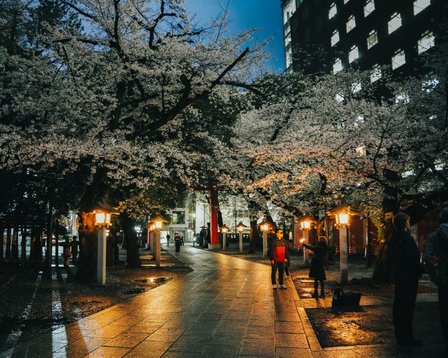 円山公園夜櫻點燈