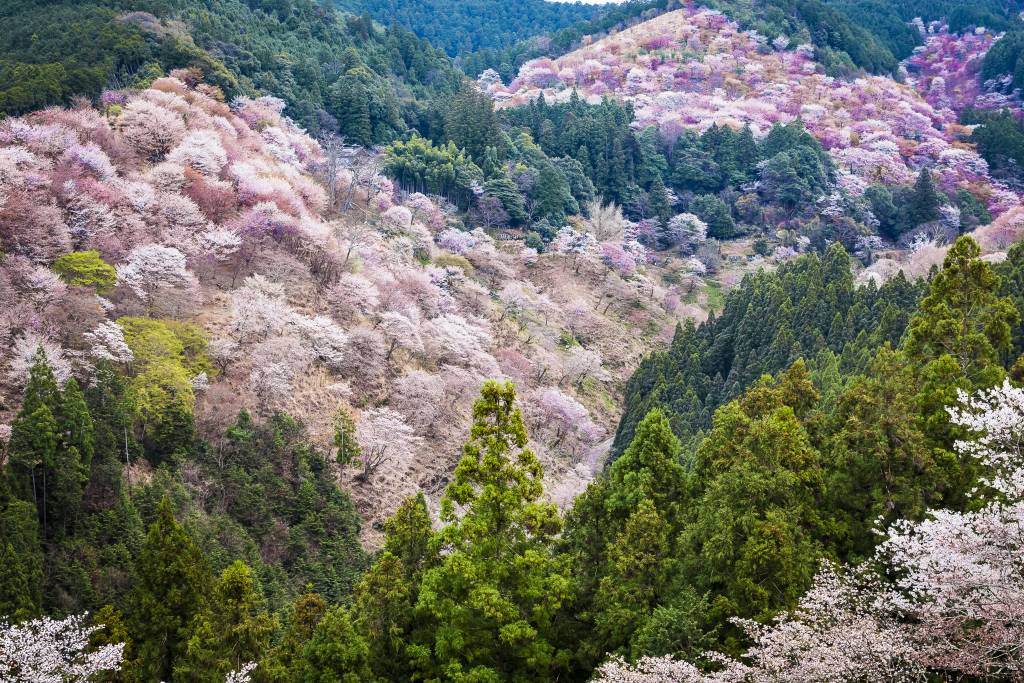 吉野山