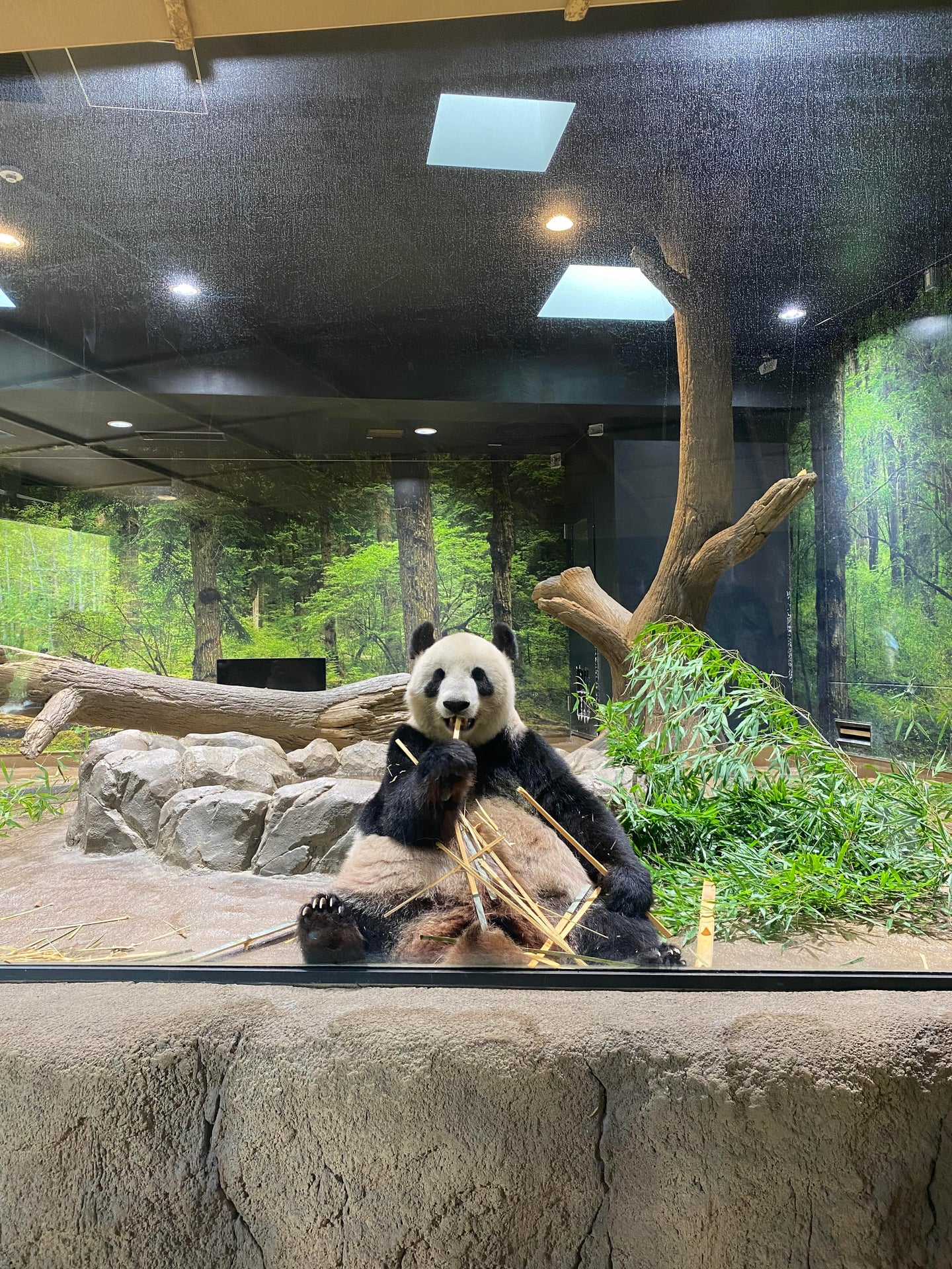 上野動物園:與可愛動物們的親密接觸