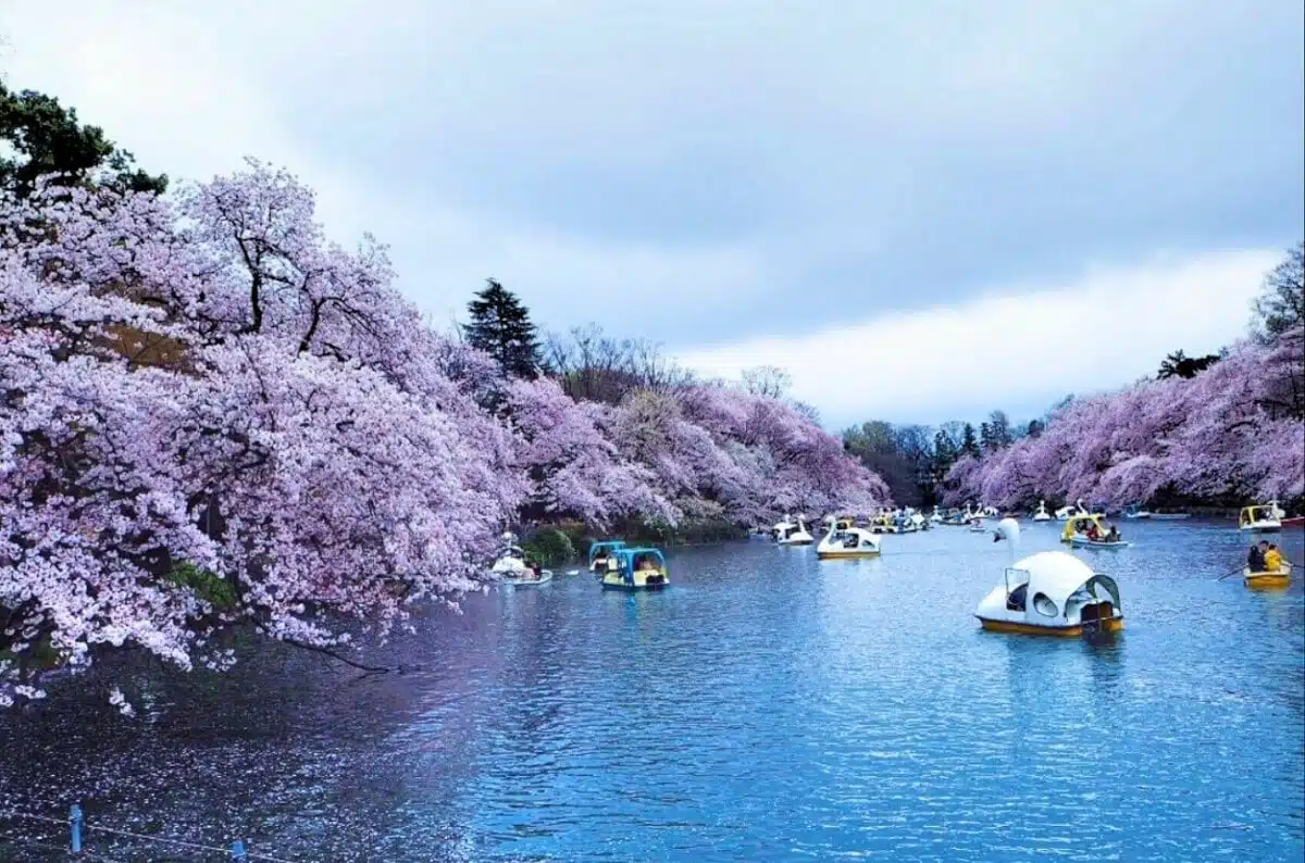 JR吉祥寺站：井之頭公園漫步