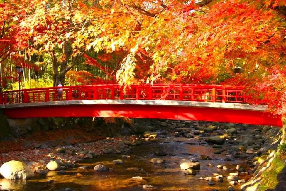 [November-December Departures Only] Izu Peninsula Autumn Leaves Day Trip | Shuzenji Onsen Town, Tokko-no-Yu Foot Bath, Odawara Fishing Port, Atami Shopping Street | From Tokyo