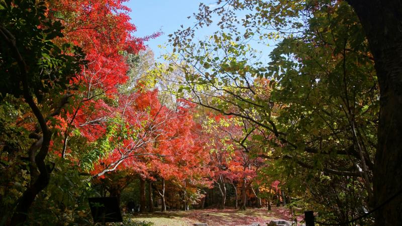 Osaka Autumn 2026: 13 Best Spots to See Fall Foliage