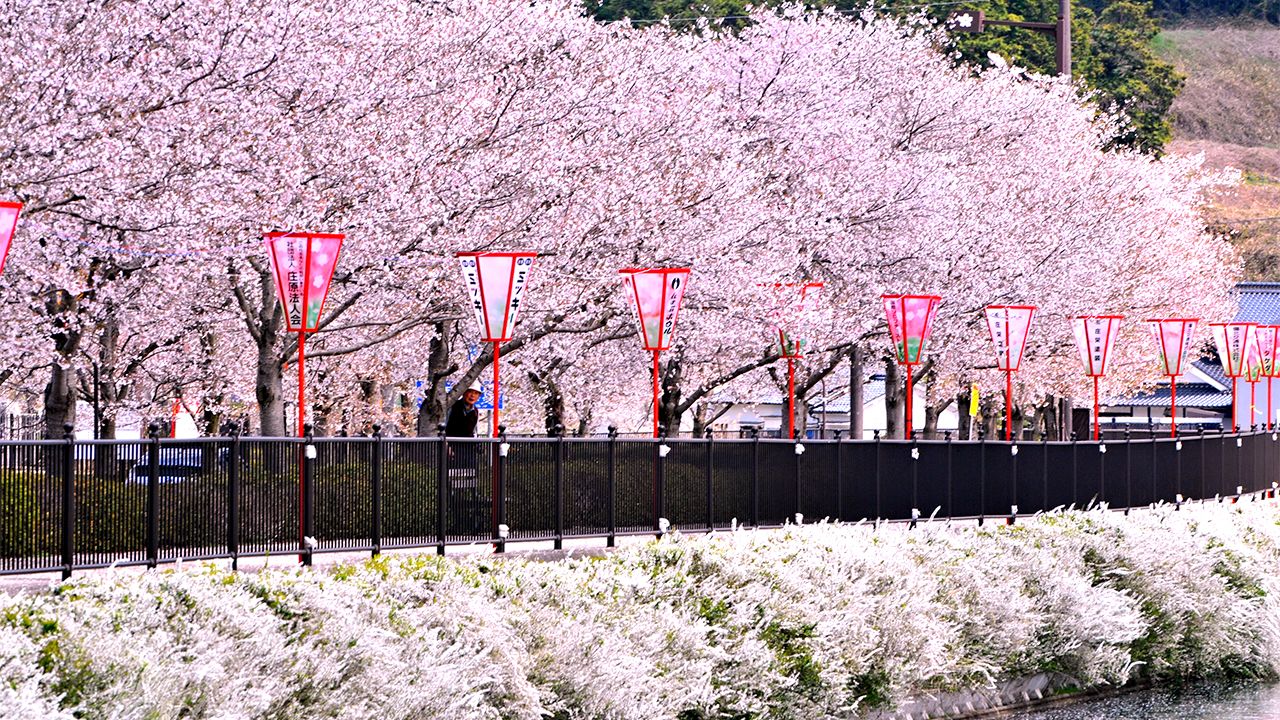 上野公園櫻花季導覽