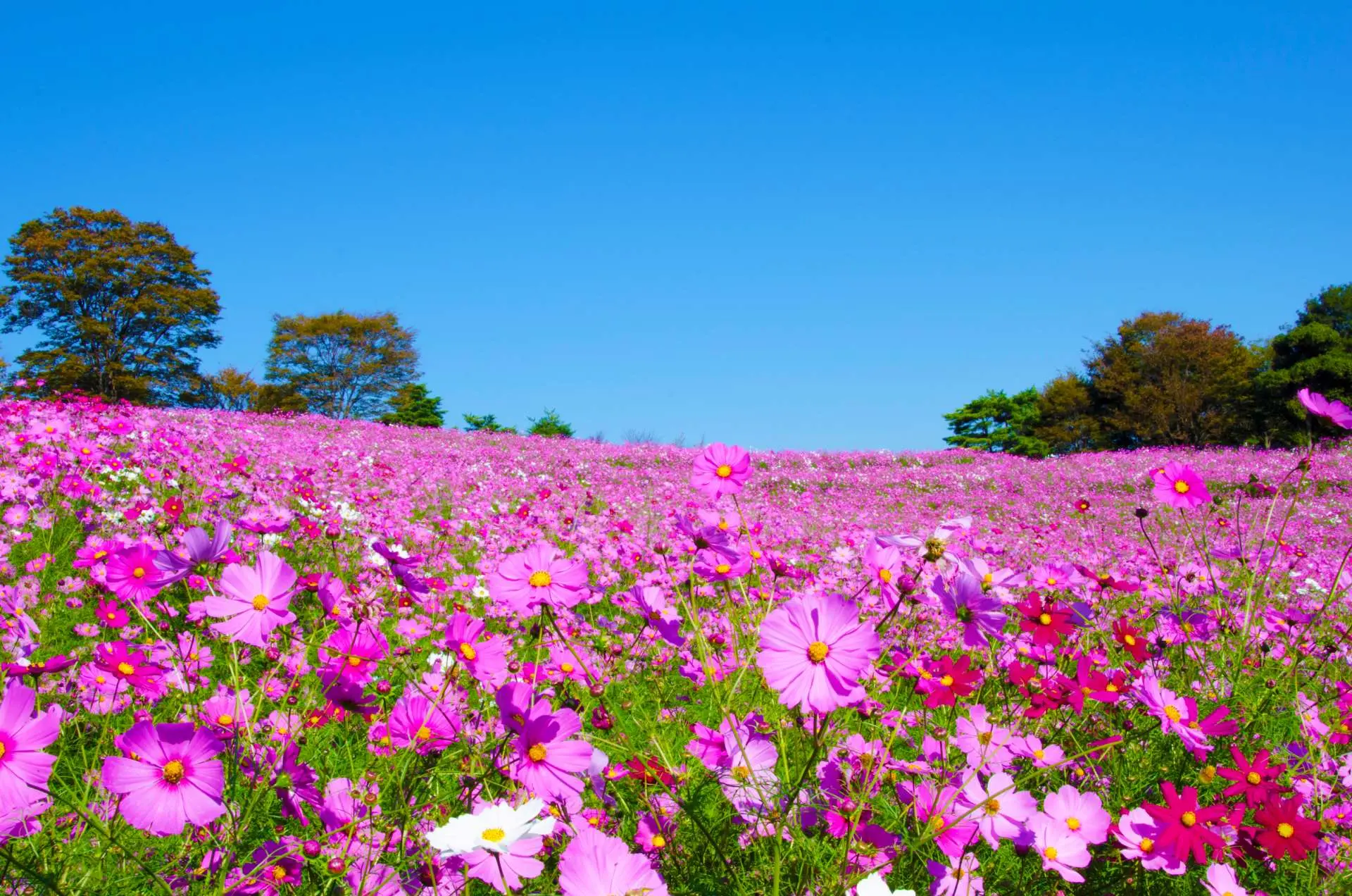 花之丘
