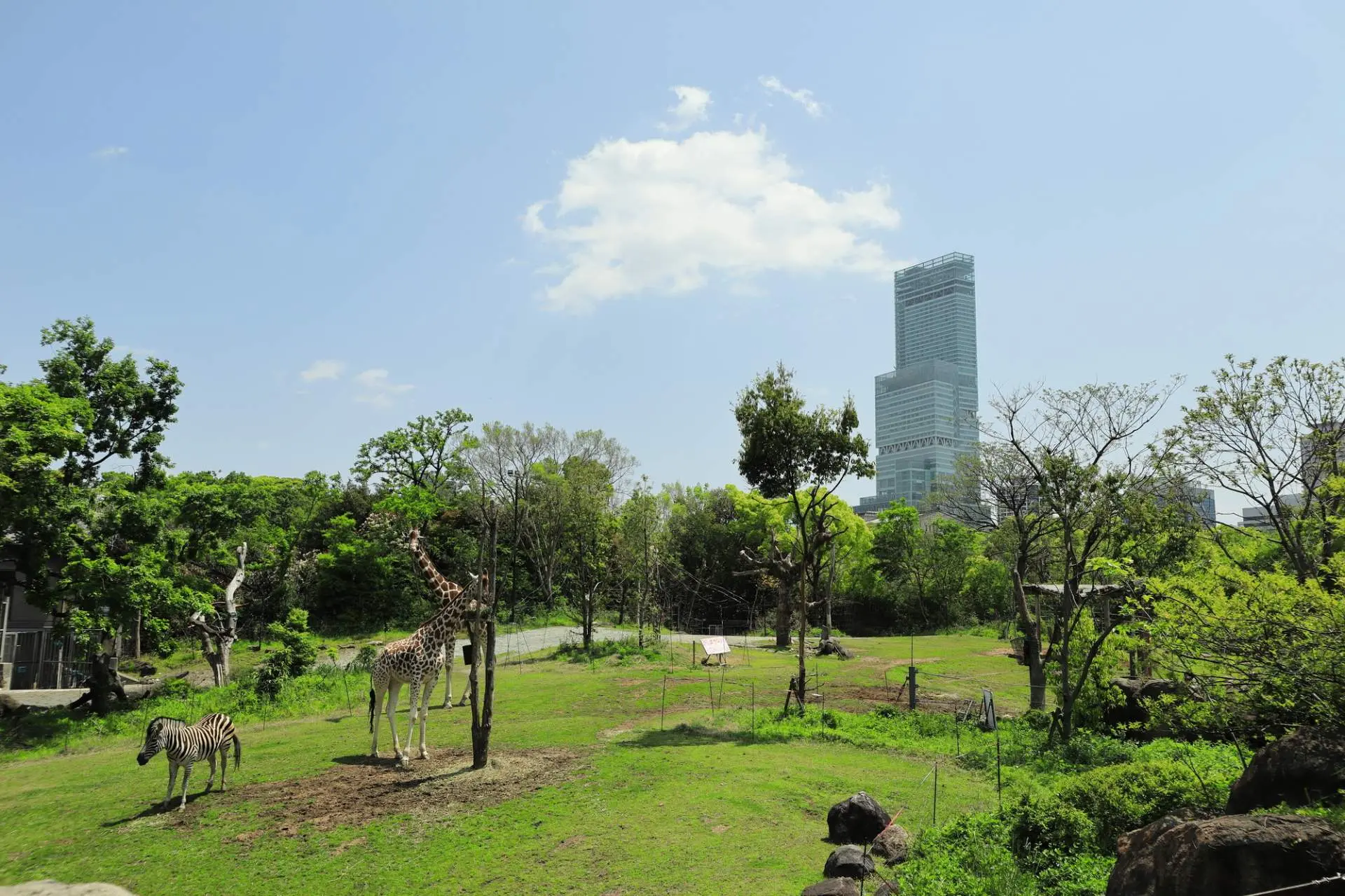 2026大阪天王寺動物園攻略：友誼花園可愛動物與北極熊觀景窗全解析