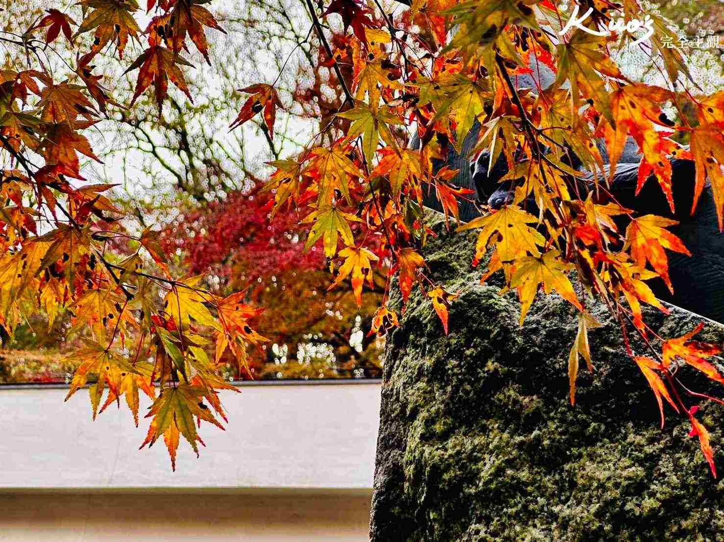 四條兼六園庭園導覽
