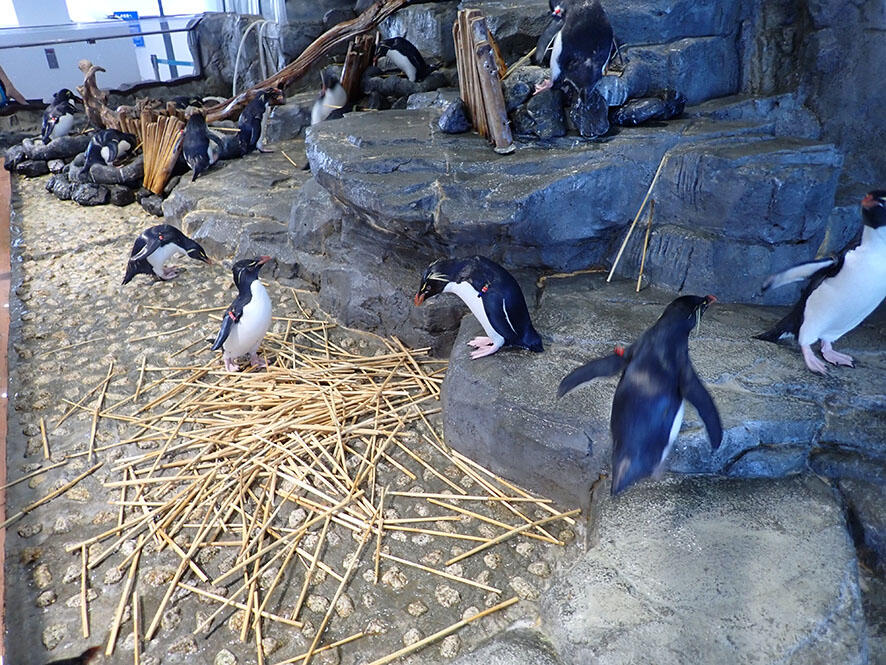 福克蘭群島(南跳岩企鵝區)