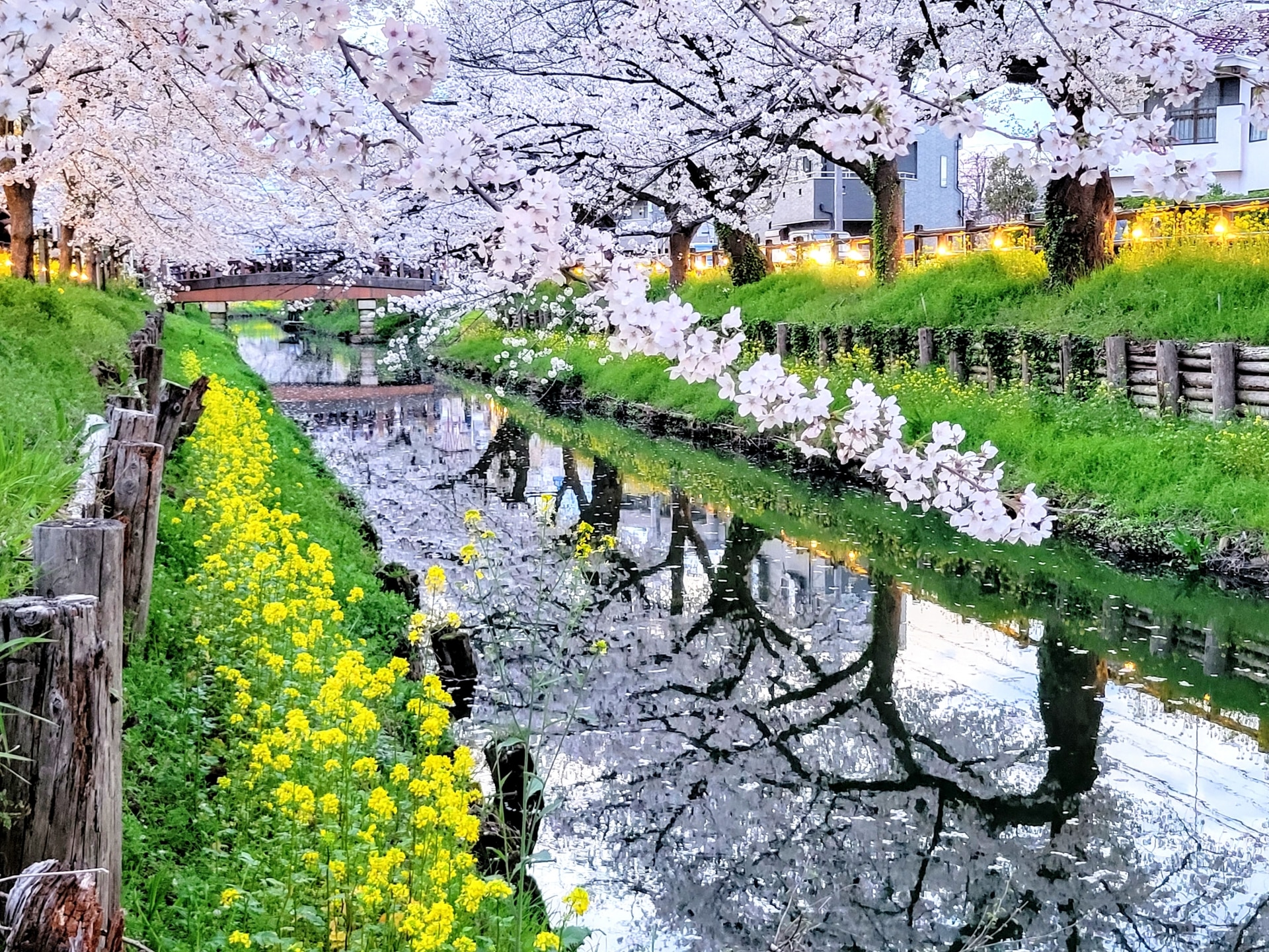 川越新河岸川櫻並木