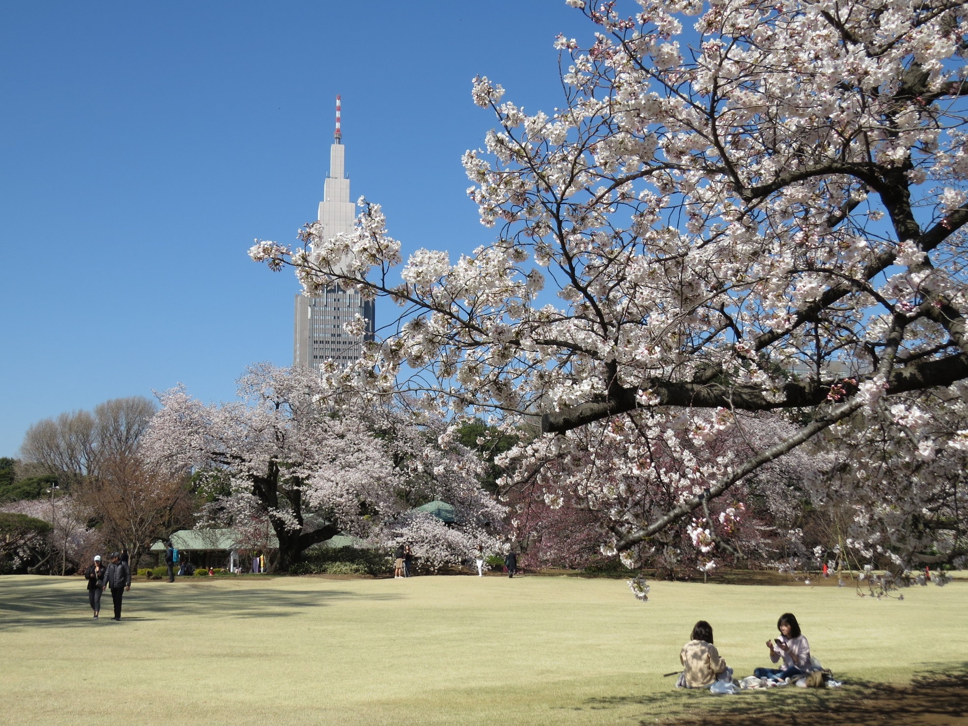 Shinjuku Gyoen Cherry Blossoms | Travel Japan - Japan National Tourism Organization (Official Site)