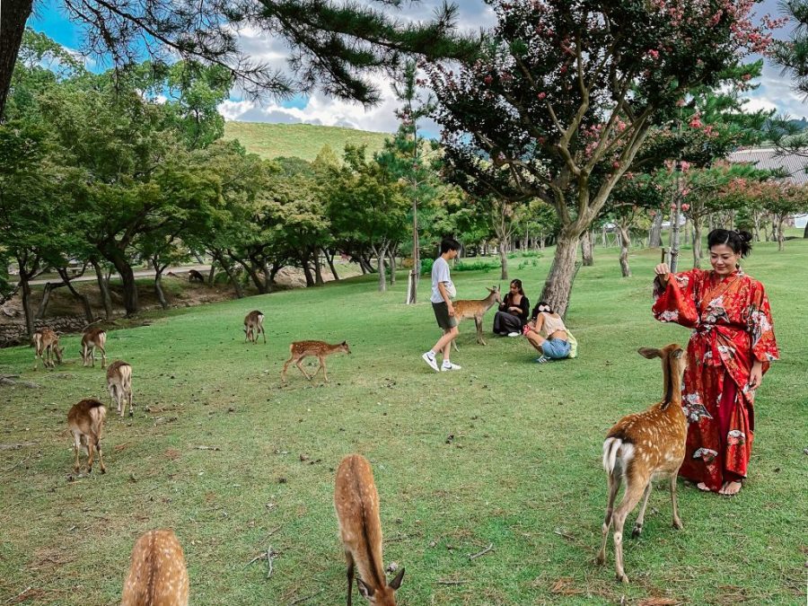奈良公園神鹿
