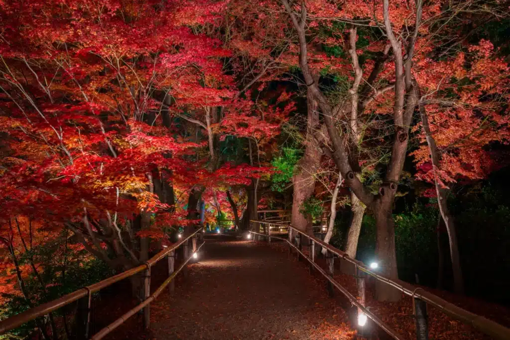 紅葉苑與史跡御土居夜楓