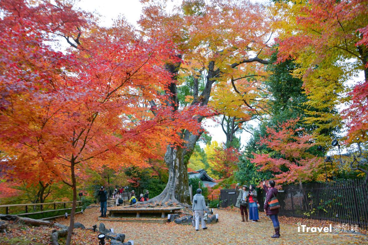 紅葉苑與史跡御土居