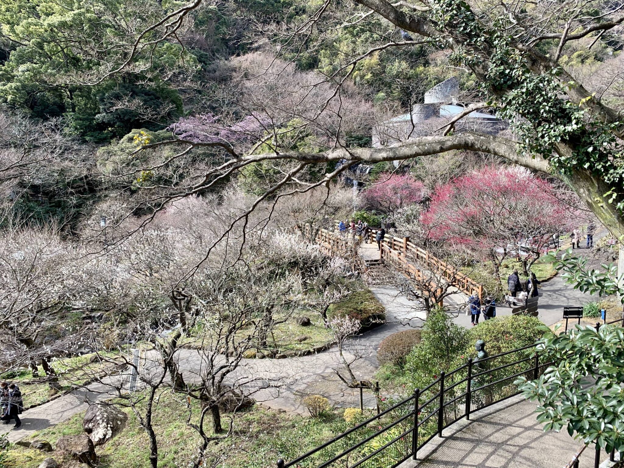 熱海自然探索：熱海梅園與MOA美術館之旅