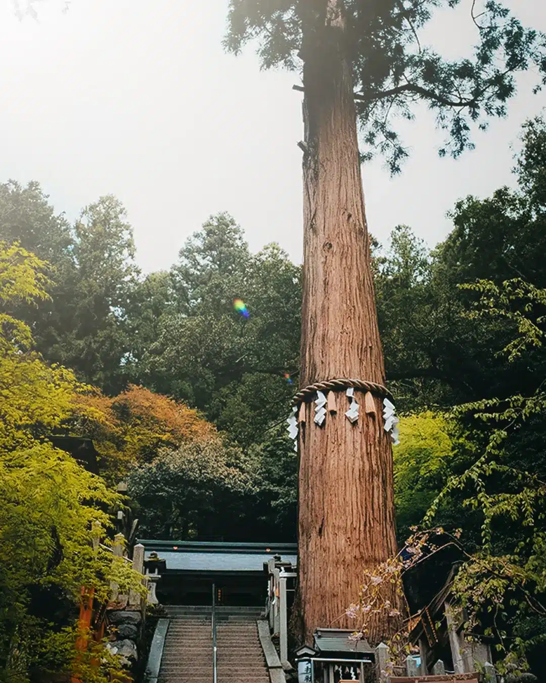 由岐神社大杉神木能量體驗