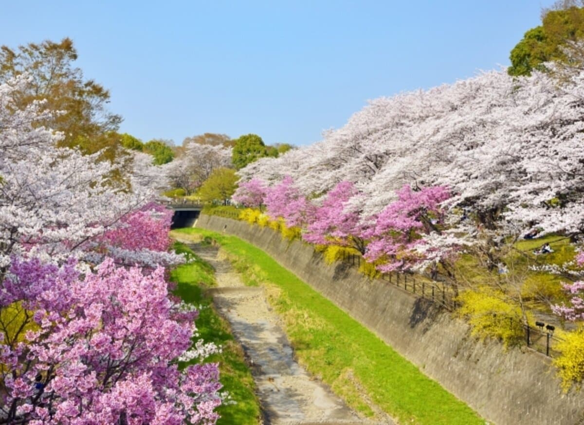 櫻花園賞櫻資訊