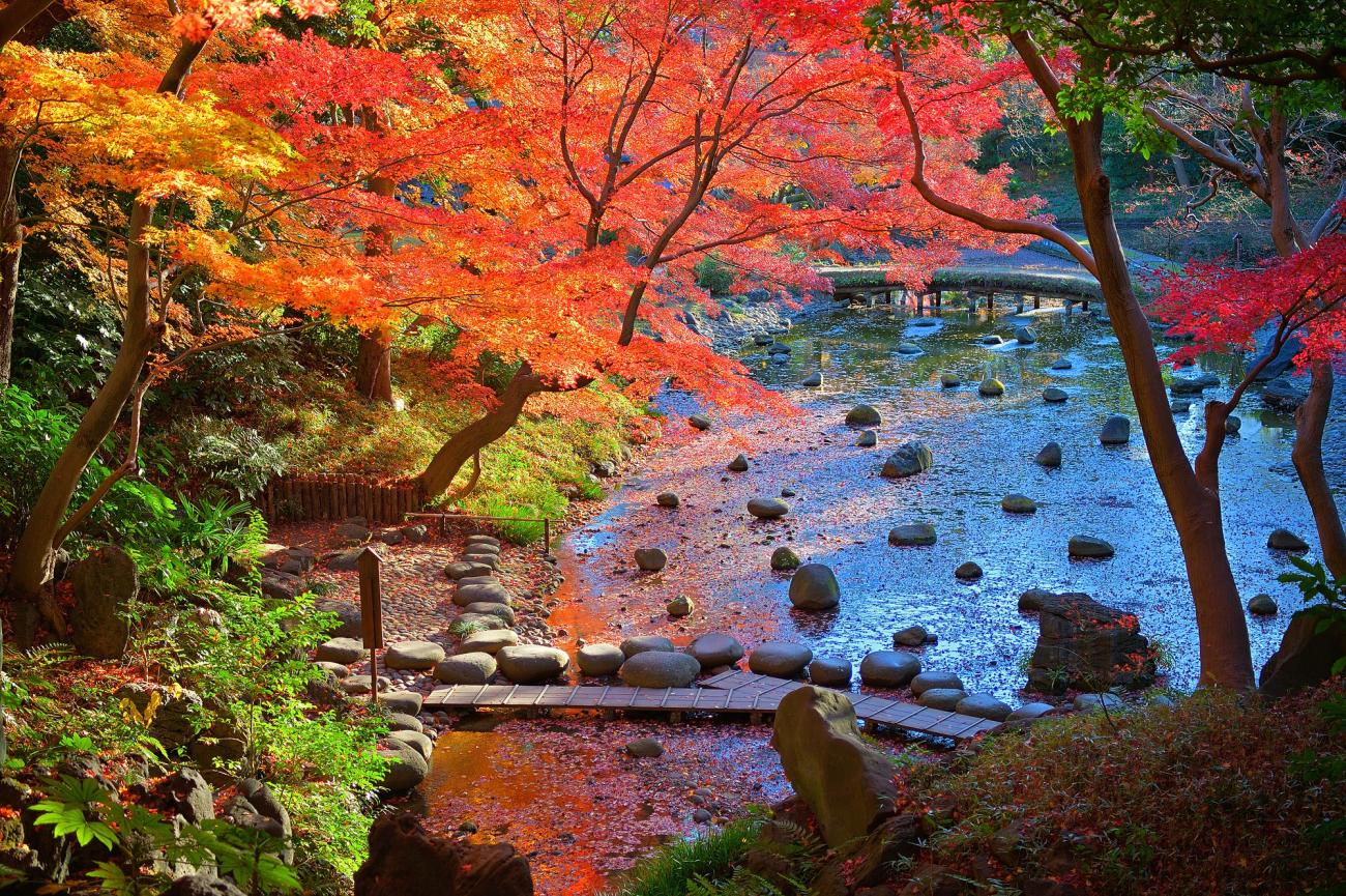 Where to See Autumn Leaves in Tokyo | Rakuten Travel
